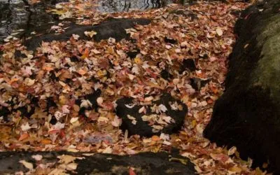 Free coaching tool number 3 – leaves on a stream.