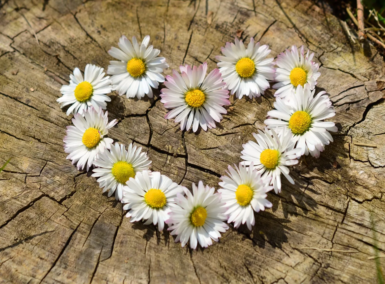 daisy